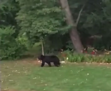 20160712 Bear Sighting.jpg